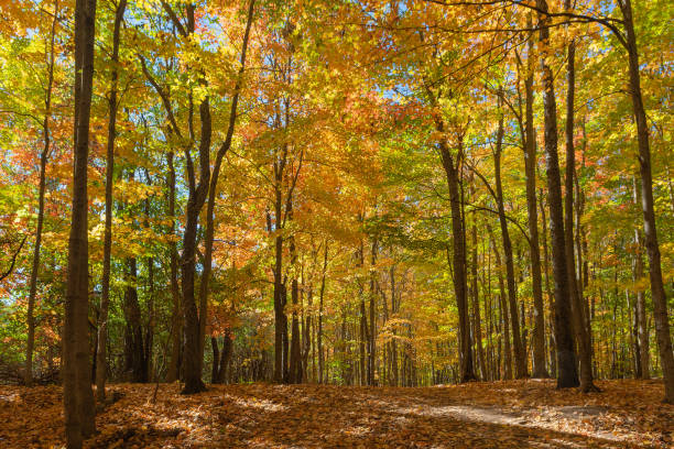 istock Autumn maple forest in all its colors 1432950114