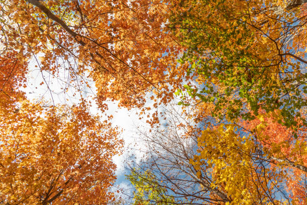 istock The tops of autumn maple trees against the blue sky 1432950121