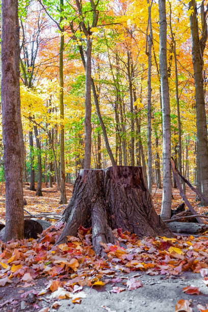 istock Big stump in the autumn forest 1432950125