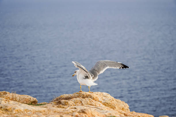 istock seagull flying from the coast with copy space. Laridae wildlife 1432950145