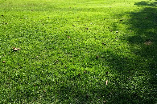 Grass background meadow with sunlight and tree shadow