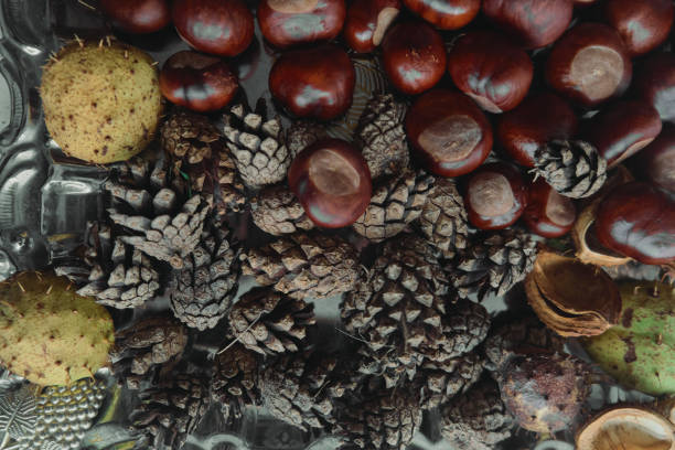 istock cone with chestnuts on a metal tray brown color 1432950760