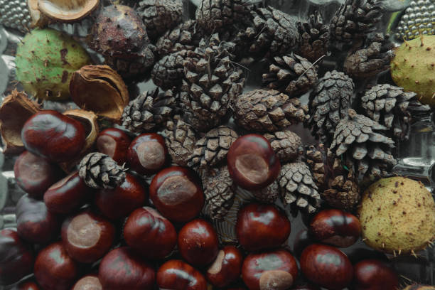 istock cone with chestnuts on a metal tray brown color 1432950761