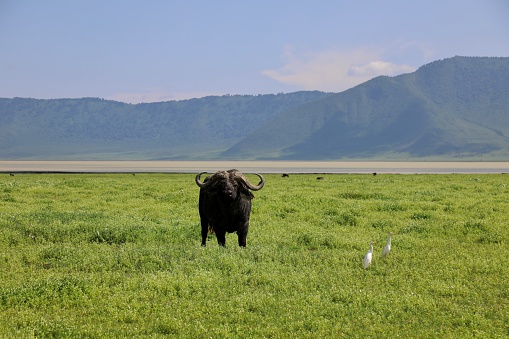 Buffalo bull and landscape of Ngorongo Crater National Park