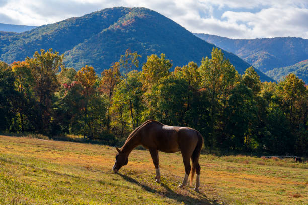 Horses grazing on the meadow in the autumn mountains. Beautiful autumn mountain scenery.Cade Cove,  Great Smoky Mountains National Park. Gatlinburg, Tennessee, USA gatlinburg stock pictures, royalty-free photos & images