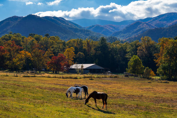 cavalos pastando no prado nas montanhas de outono. - great smoky mountains fotos - fotografias e filmes do acervo