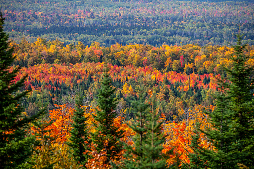 Colorful autumn landscape in northern Maine. USA