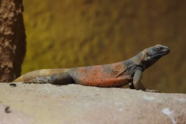 the common chuckwalla (Sauromalus ater) in a natural habitat