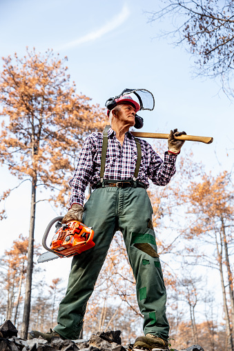 Senior lumberjack portrait in the devastated wood areas by wildfire