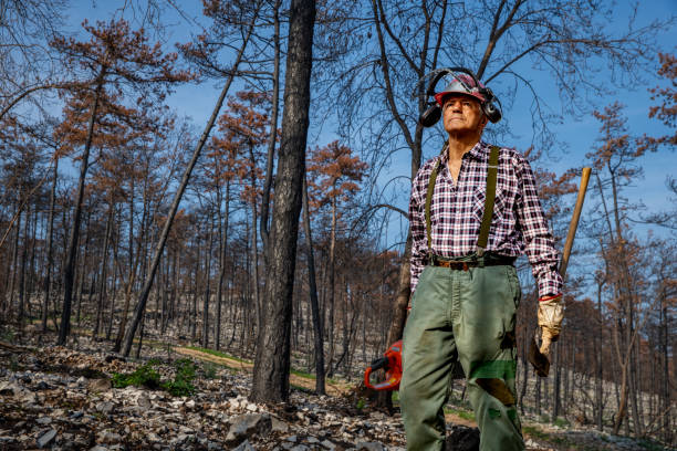 istock Senior lumberjack portrait in the devastated wood areas by wildfire 1432955983