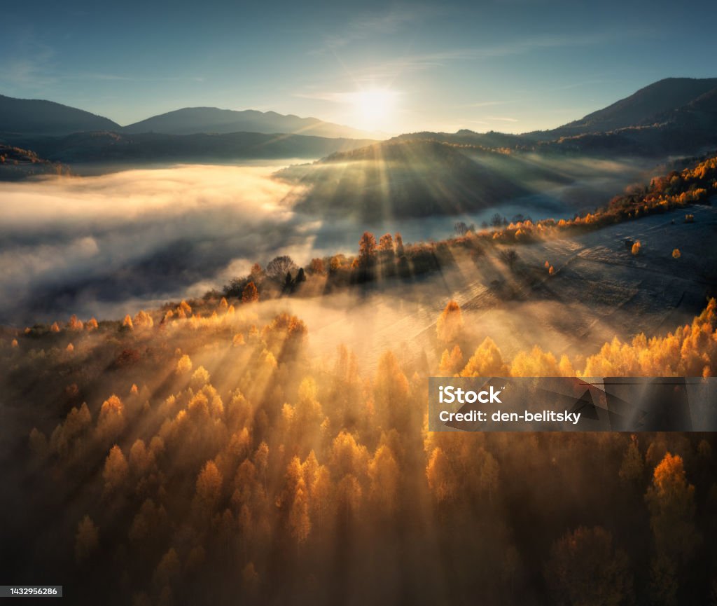 Aerial view of beautiful orange trees on the hill and mountains in low clouds at sunrise in autumn in Ukraine. Colorful landscape with woods in fog, sunbeams, sky, forest at dawn in fall. Top view Sunrise - Dawn Stock Photo