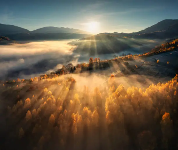 Photo of Aerial view of beautiful orange trees on the hill and mountains in low clouds at sunrise in autumn in Ukraine. Colorful landscape with woods in fog, sunbeams, sky, forest at dawn in fall. Top view