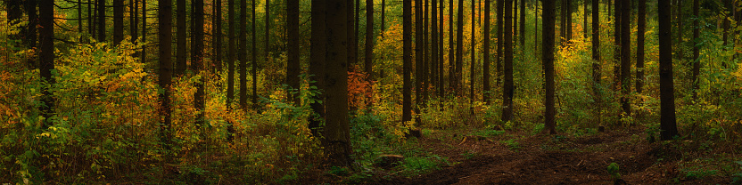 multicolor autumn mixed forest. the bright colors of October. beautiful widescreen panoramic side view