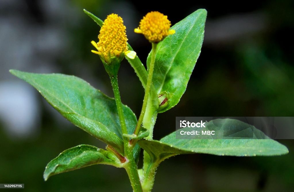 Toothache plant Acmella oleracea is a species of flowering herb in the family Asteraceae. Common names include toothache plant, Szechuan buttons, paracress, buzz buttons, tingflowers and electric daisy Color Image Stock Photo