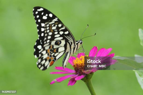 Lime Butterfly Stock Photo - Download Image Now - Animal, Animal Wildlife, Beauty