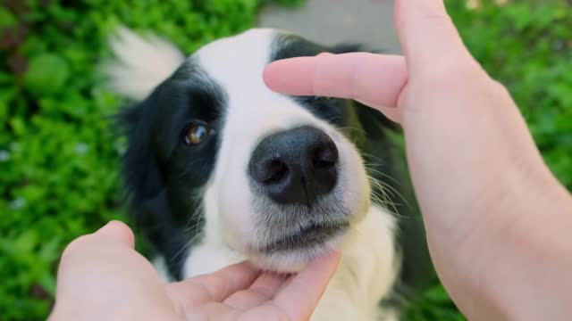 Pet activity. Unrecognizable woman hand stroking playing with cute puppy dog border collie outdoor. Owner with pet dog friend walking in park. Human and animal friendship concept.