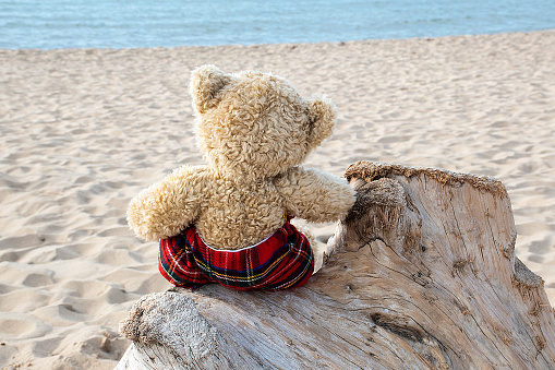 Back view of a brown teddy bear with tartan plaid pants looking at the water sitting on weathered driftwood.