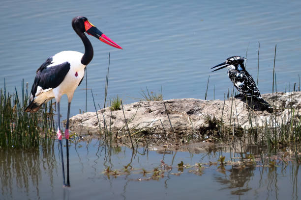 Taken at the Maasai-Mara reserve