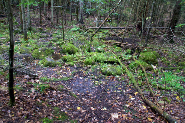 istock flooded area of boreal forest on overcast day 1432960646