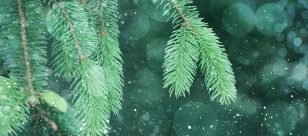 istock Evergreen Panoramic Green Winter Background with Falling Snow and Magical Bokeh Lights Texture 1432964533
