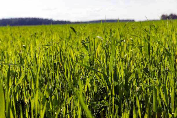istock Agricultural wheat field with unripe wheat 1432964884