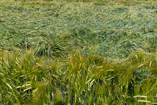 A field with green damaged unripe cereal wheat, a field where wheat is grown in the summer season
