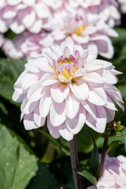 istock Sweet surprise dahlia 1432965734