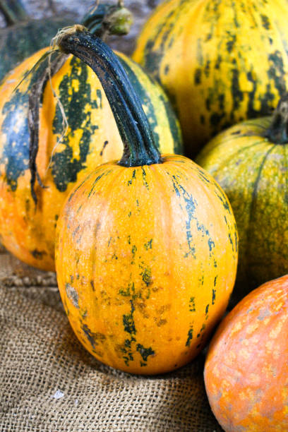 istock Pumpkin harvest for holidays stock photo 1432970021