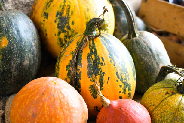 istock Pumpkin harvest for holidays stock photo 1432970073