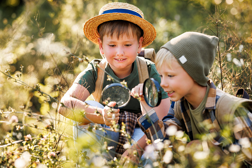 Two little children boys with backpacks looking examining plants through magnifying glass while exploring forest nature and environment on sunny day during outdoor ecology school lesson