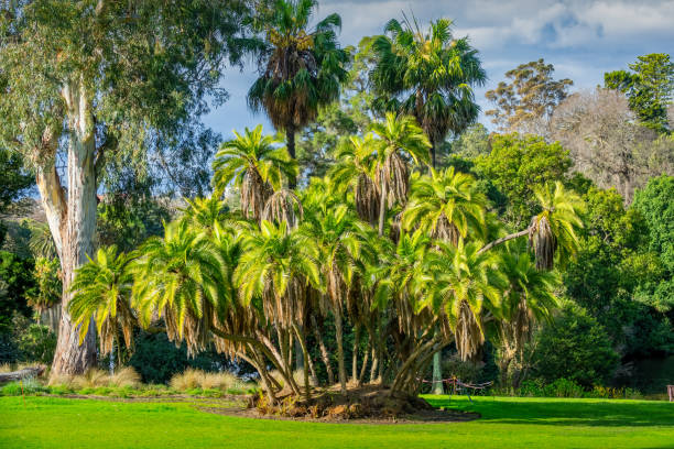 Trees in Melbourne Gardens, Royal Botanic Gardens in Melbourne, Victoria, Australia on a sunny day.