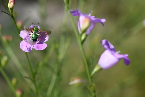 A bright green sweat bee gathers pollen from a bloom of a false foxglove plant.