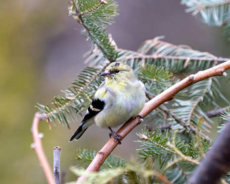 Finch close-up profile view, perched on a branch with coniferous tree blur background in its environment and habitat surrounding.