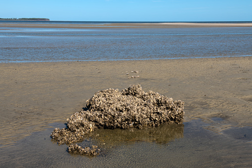 A large cluster of oyster shells clusters at low tide in South Carolina, United States.
