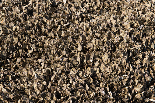 Close up of a large cluster of oyster shells clusters at low tide in South Carolina, United States.
