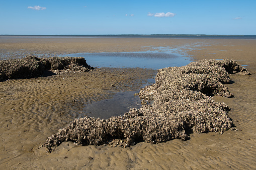 A large cluster of oyster shells clusters at low tide in South Carolina, United States.