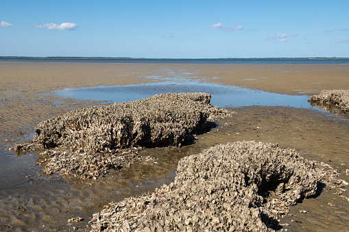 Large clusters of oyster shells clusters at low tide in South Carolina, United States.