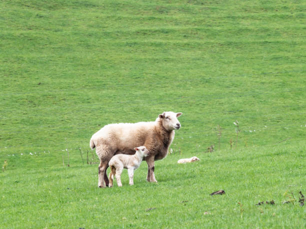 istock Sheep in green field 1432975888