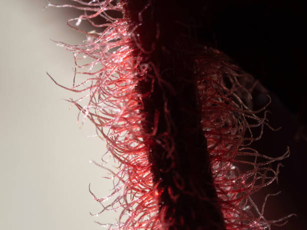 istock Macro of hairy stem 1432977047