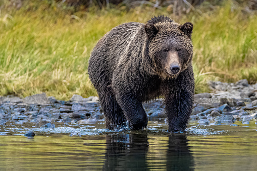 Grizzly bear patrolling the shores of Lake Chilko looking for more sockeye salmon.