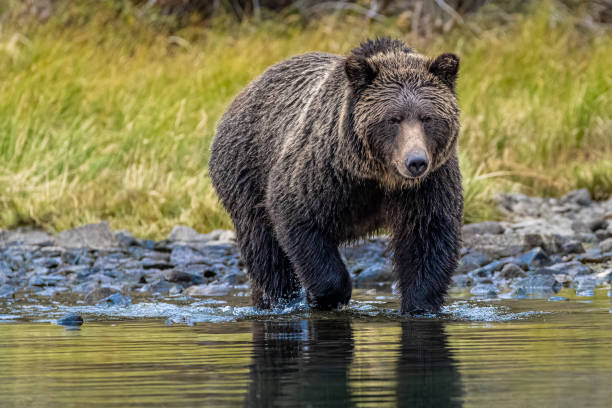 On the prowl for fish Grizzly bear patrolling the shores of Lake Chilko looking for more sockeye salmon. ursus arctos stock pictures, royalty-free photos & images
