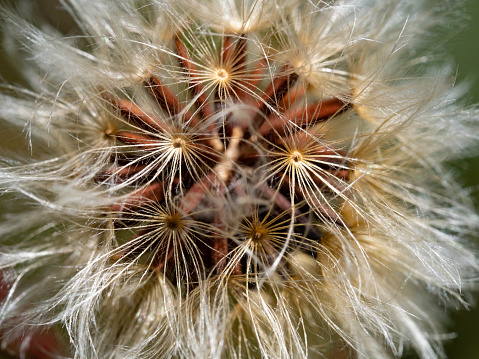Close up of Dandelion fluff
