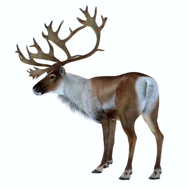 caribou buck de pie - reindeer fotografías e imágenes de stock