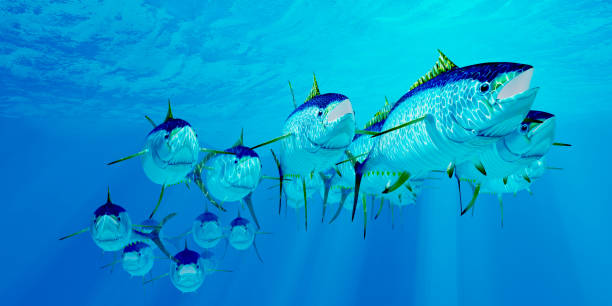 istock Yellowfin Tuna Fish School 1432978145