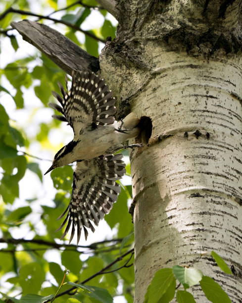 woodpecker photo stock. voler hors de sa maison de nidification avec des ailes déployées avec un arrière-plan flou dans son environnement et son habitat. image poilue du pic. image. portrait. - picoides villosus photos et images de collection