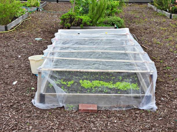 istock Community Garden with a white net covering the plants 1432984790