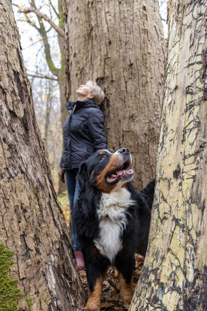 Zennenhung and pet owner exploring huge trees in the autumn park, during walking.