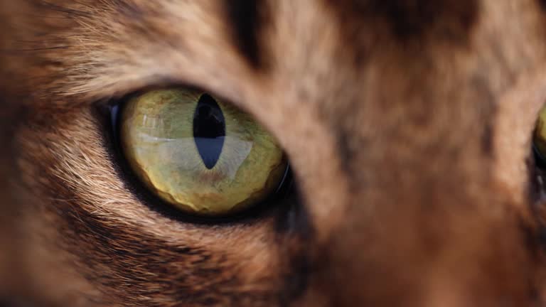 Siberian green tabby cat eye macro closeup.