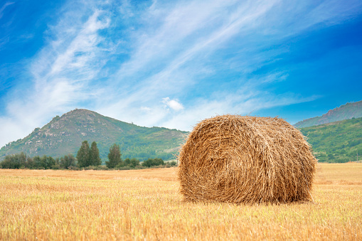 Landscape of straw bale on agricultural field. Symbol of harvest time, autumn