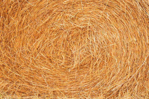 consistenza del fieno. sfondo del raccolto. concetto di agricoltura. posa piatta - hay wheat bale stacking foto e immagini stock